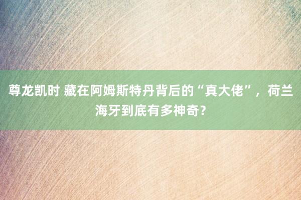 尊龙凯时 藏在阿姆斯特丹背后的“真大佬”，荷兰海牙到底有多神奇？